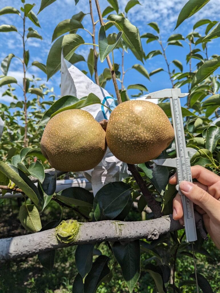 卓董農場 梨子長大了