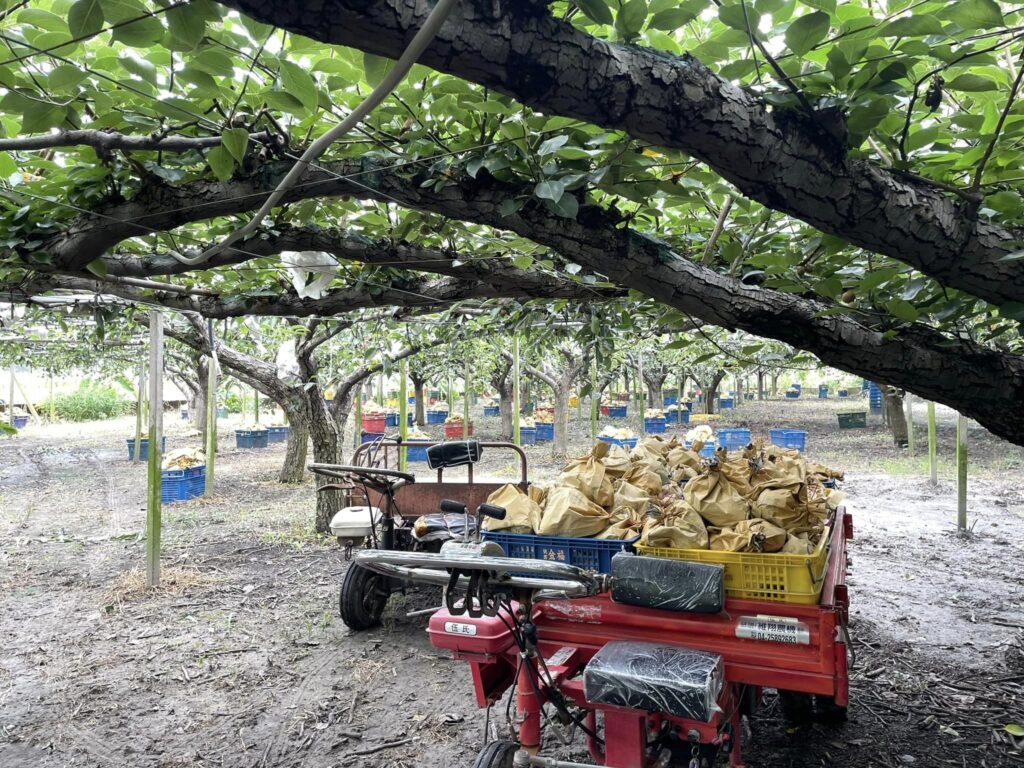 卓董農場 水梨採收