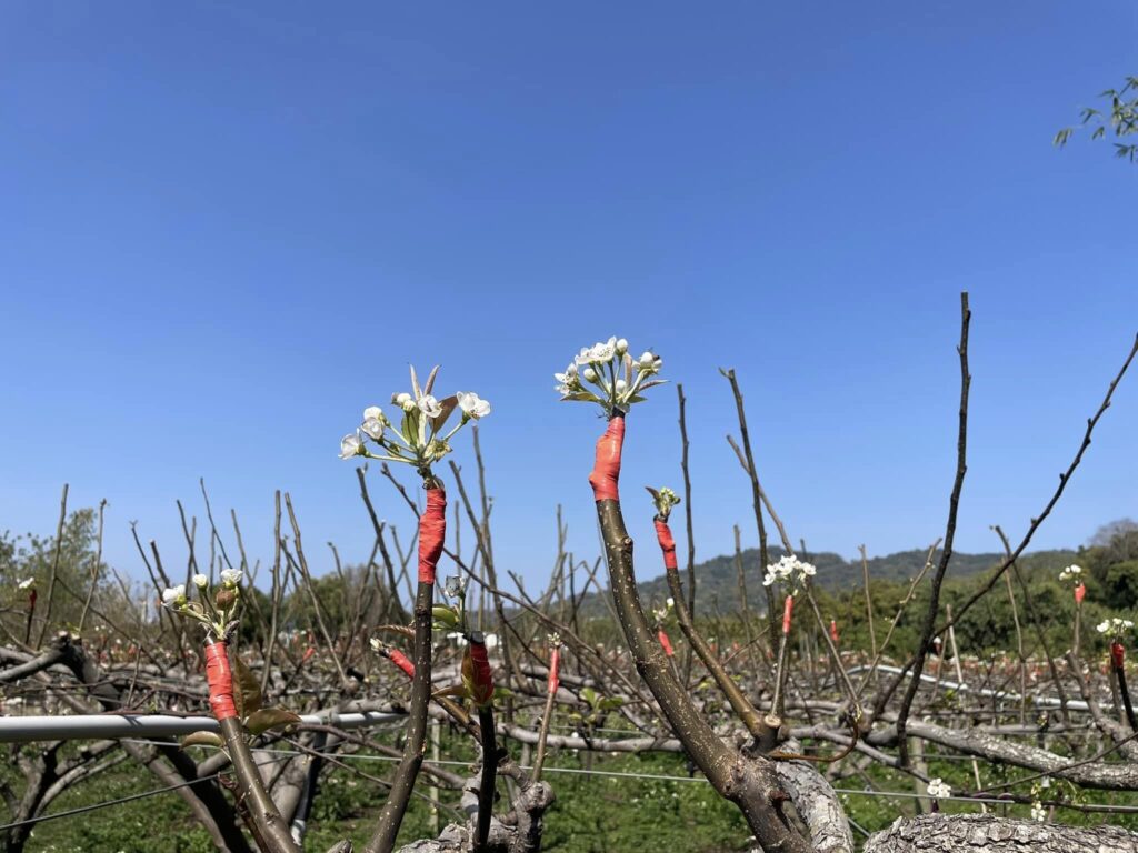 卓董農場 梨樹授粉