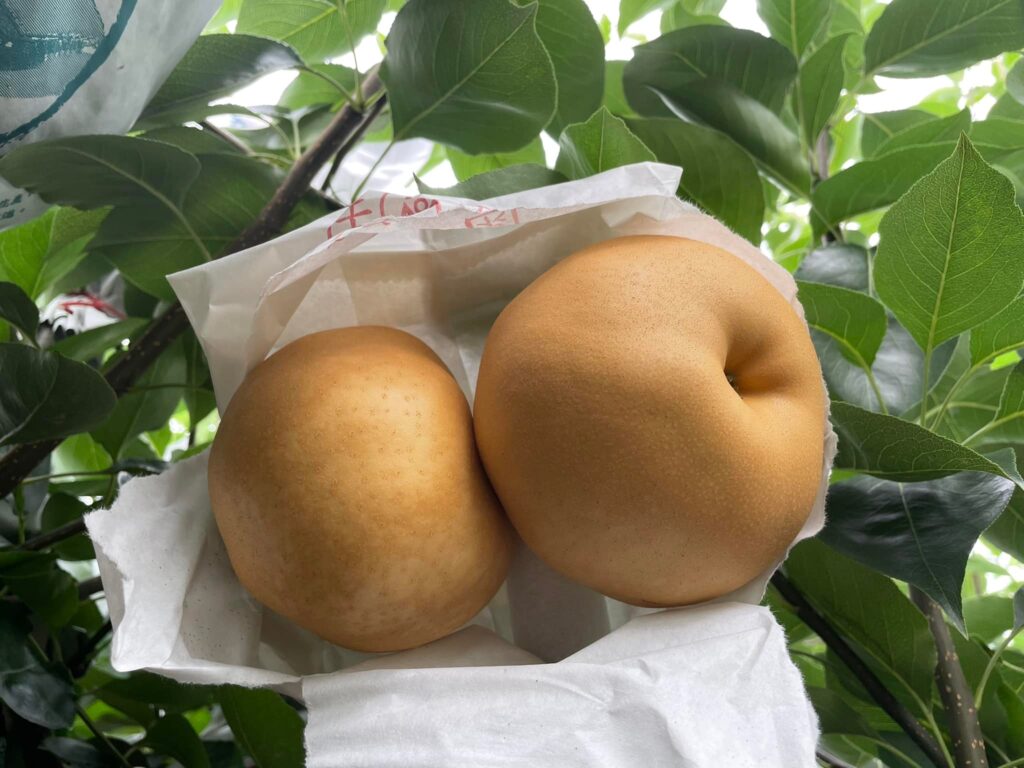 卓董農場 G奶梨